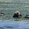 カヤックでラッコ & アザラシ ウオッチング！ モスランディング in カリフォルニ
