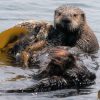 野生のラッコの赤ちゃんが見れるかも！モロベイ in カリフォルニア Morro Bay in Cali